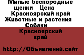 Милые беспородные щенки › Цена ­ 1 - Красноярский край Животные и растения » Собаки   . Красноярский край